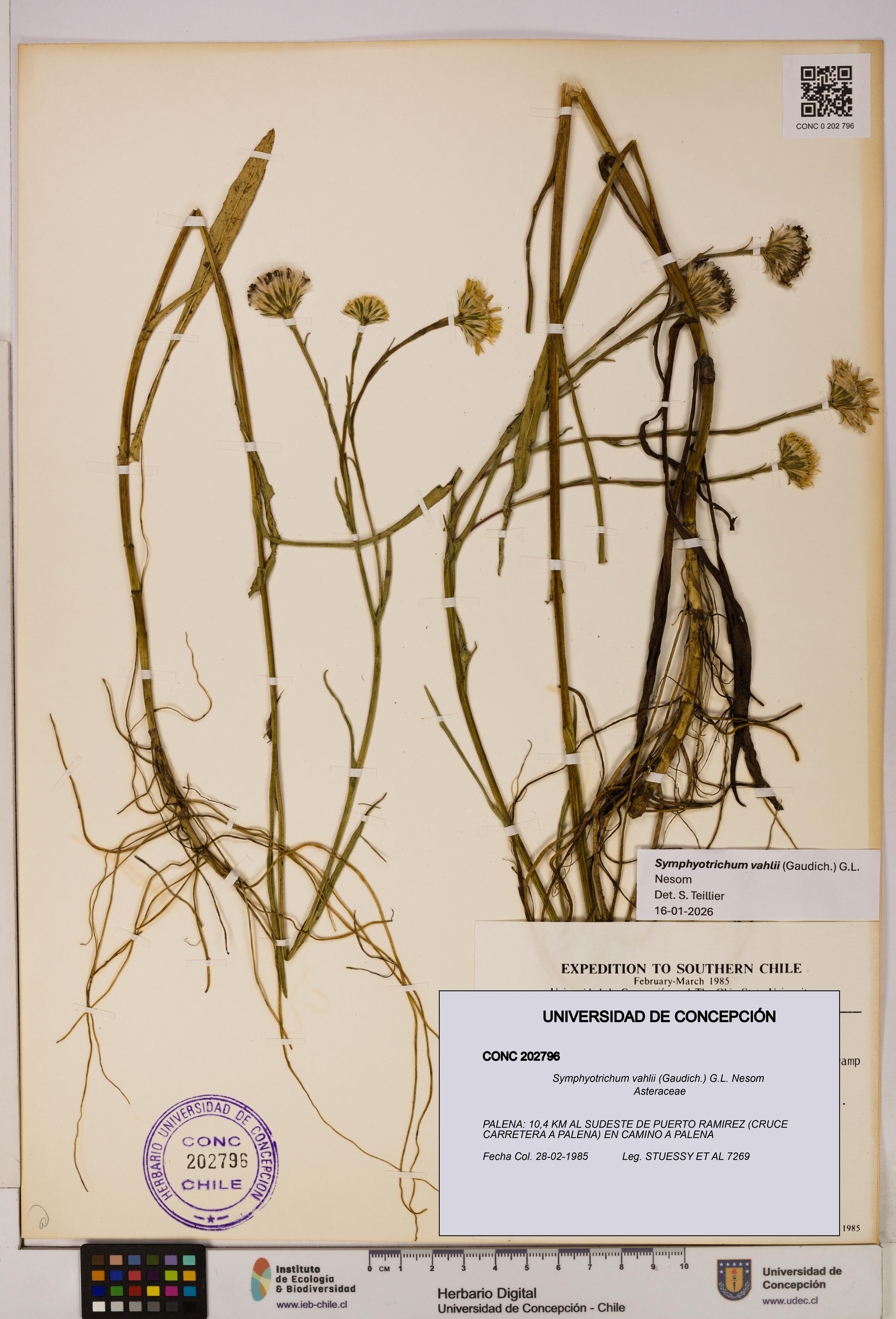 Symphyotrichum vahlii [Espécimen: ]