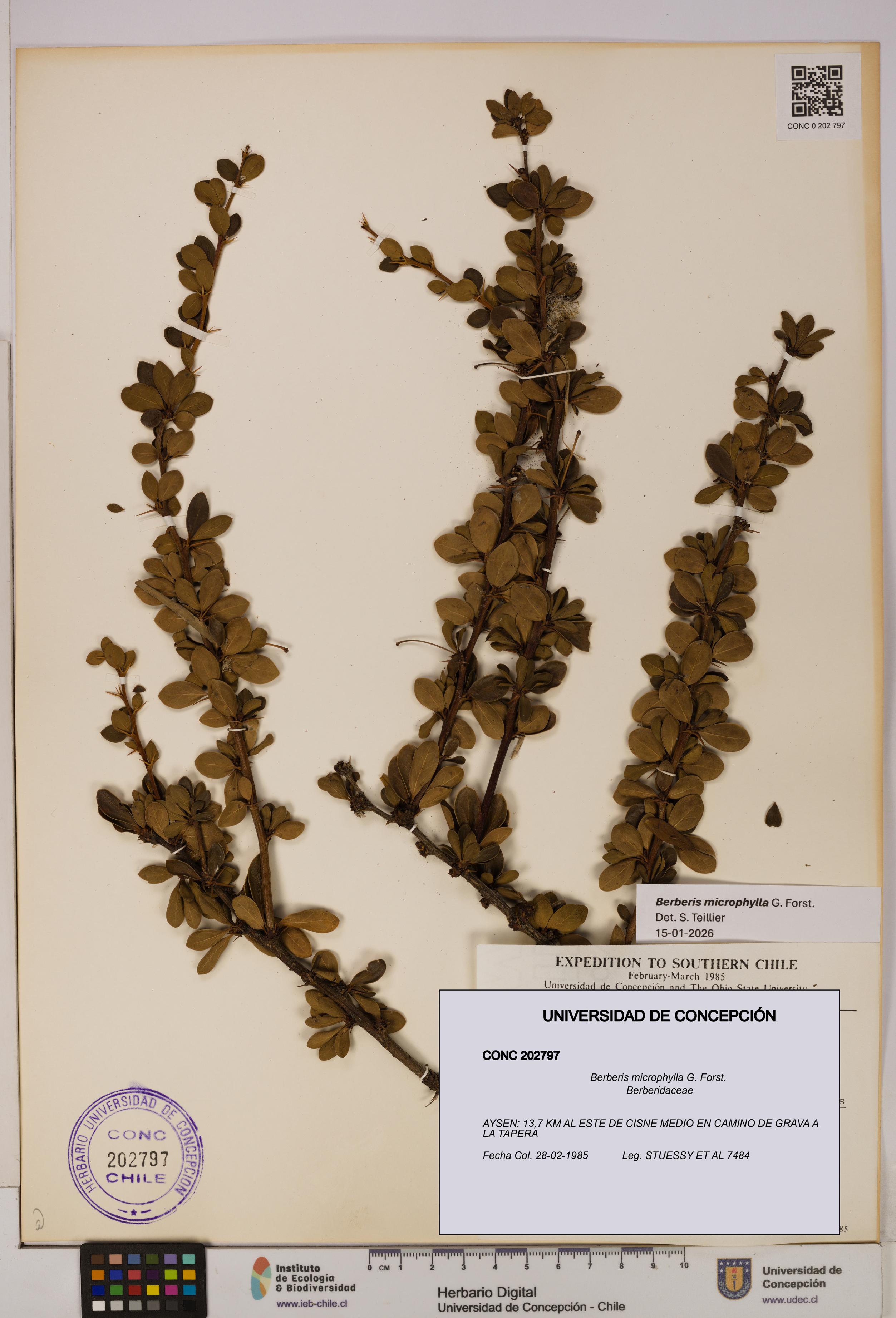 Berberis microphylla [Espécimen: UDEC:CONC:0202797]