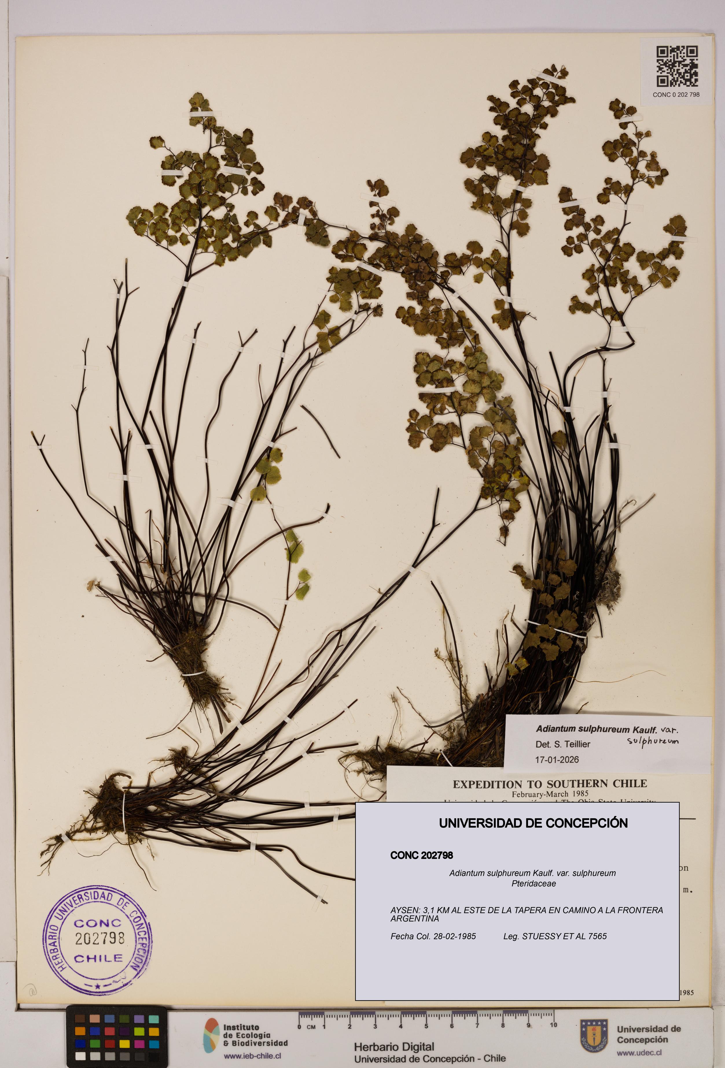Adiantum sulphureum var. sulphureum [Espécimen: UDEC:CONC:0202798]