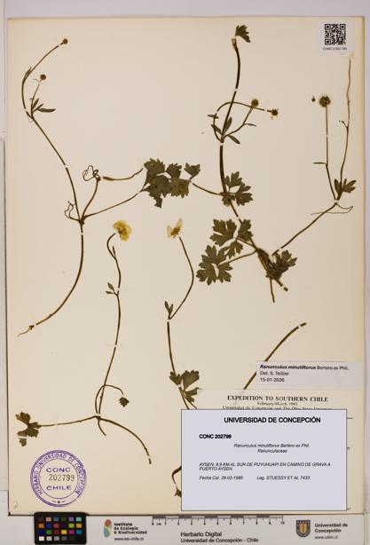 Ranunculus minutiflorus [Espécimen: UDEC:CONC:0202799]