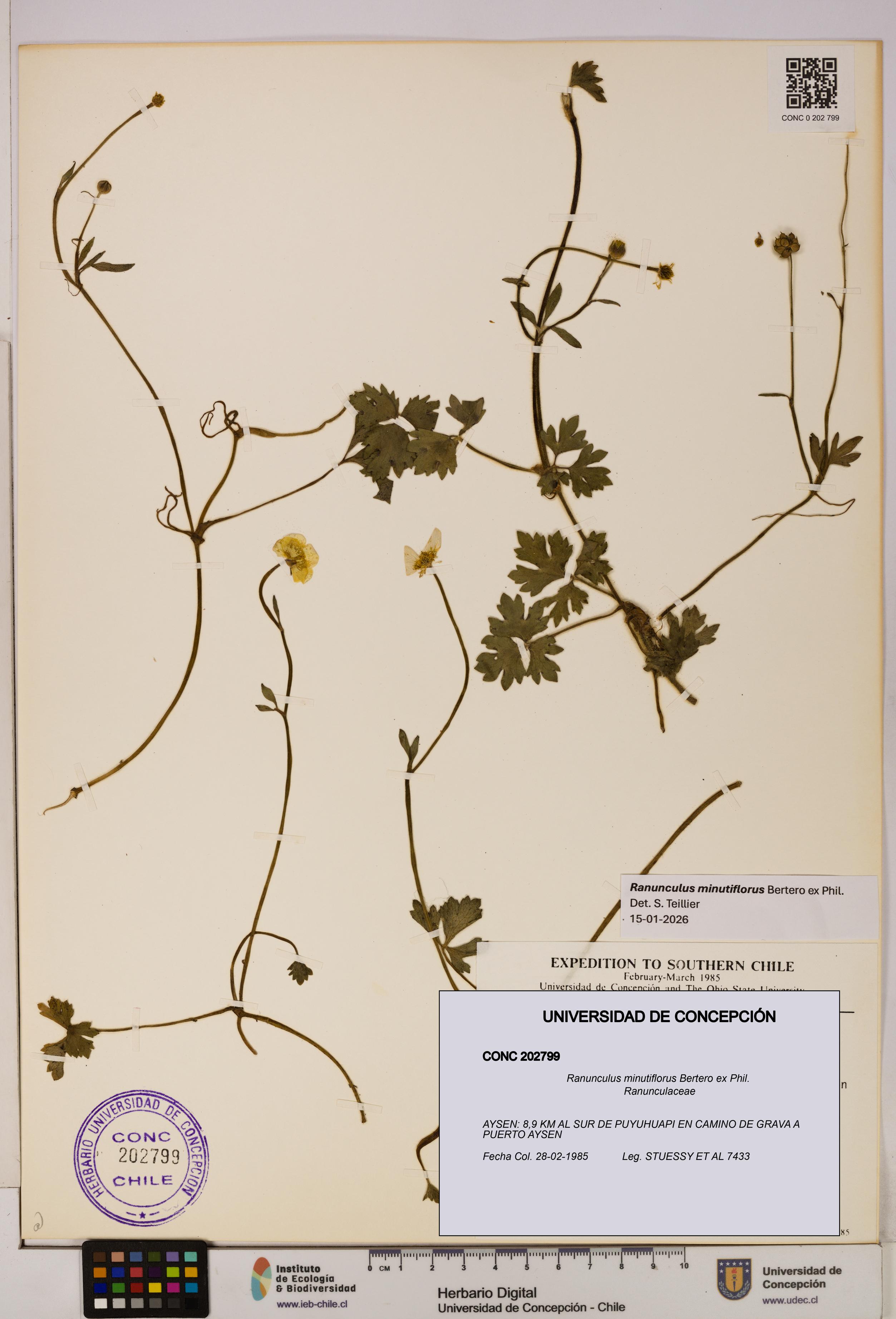 Ranunculus minutiflorus [Espécimen: UDEC:CONC:0202799]
