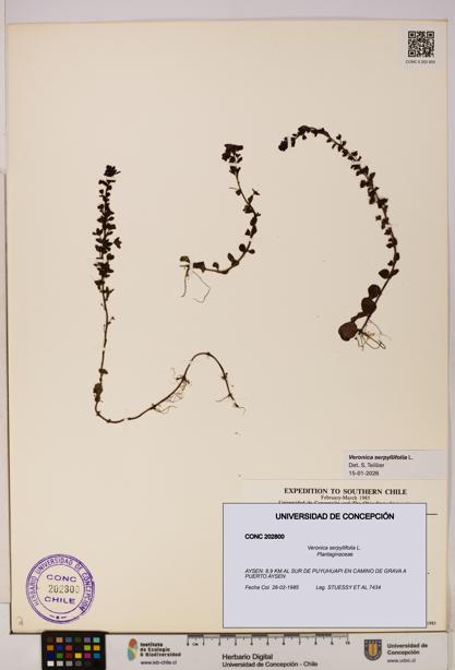 Veronica serpyllifolia [Espécimen: UDEC:CONC:0202800]