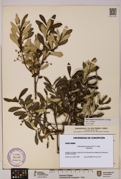 Myrceugenia exsucca [Espécimen: UDEC:CONC:0202801]