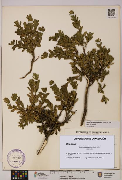 Baccharis patagonica [Espécimen: UDEC:CONC:0202803]