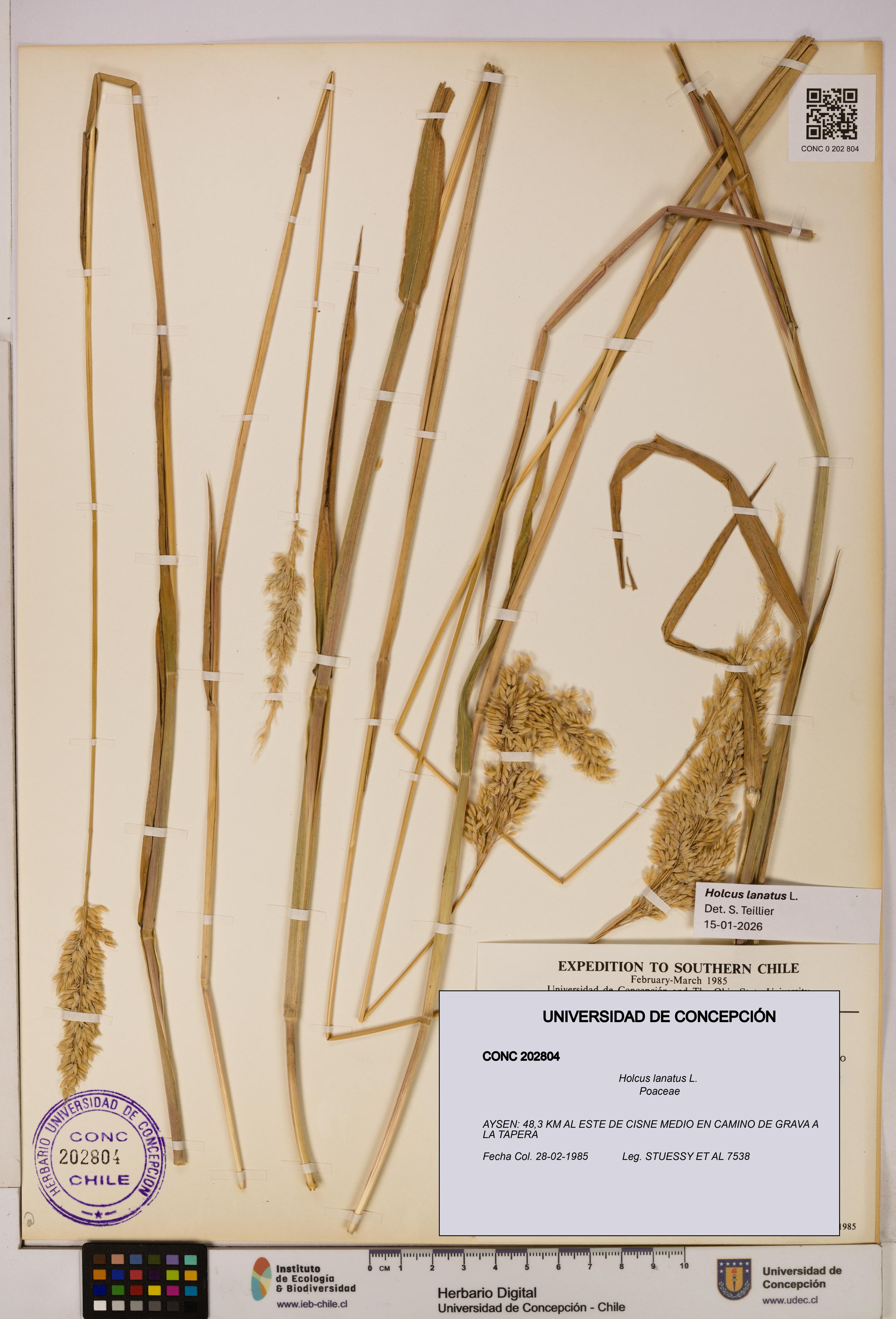 Holcus lanatus [Espécimen: UDEC:CONC:0202804]