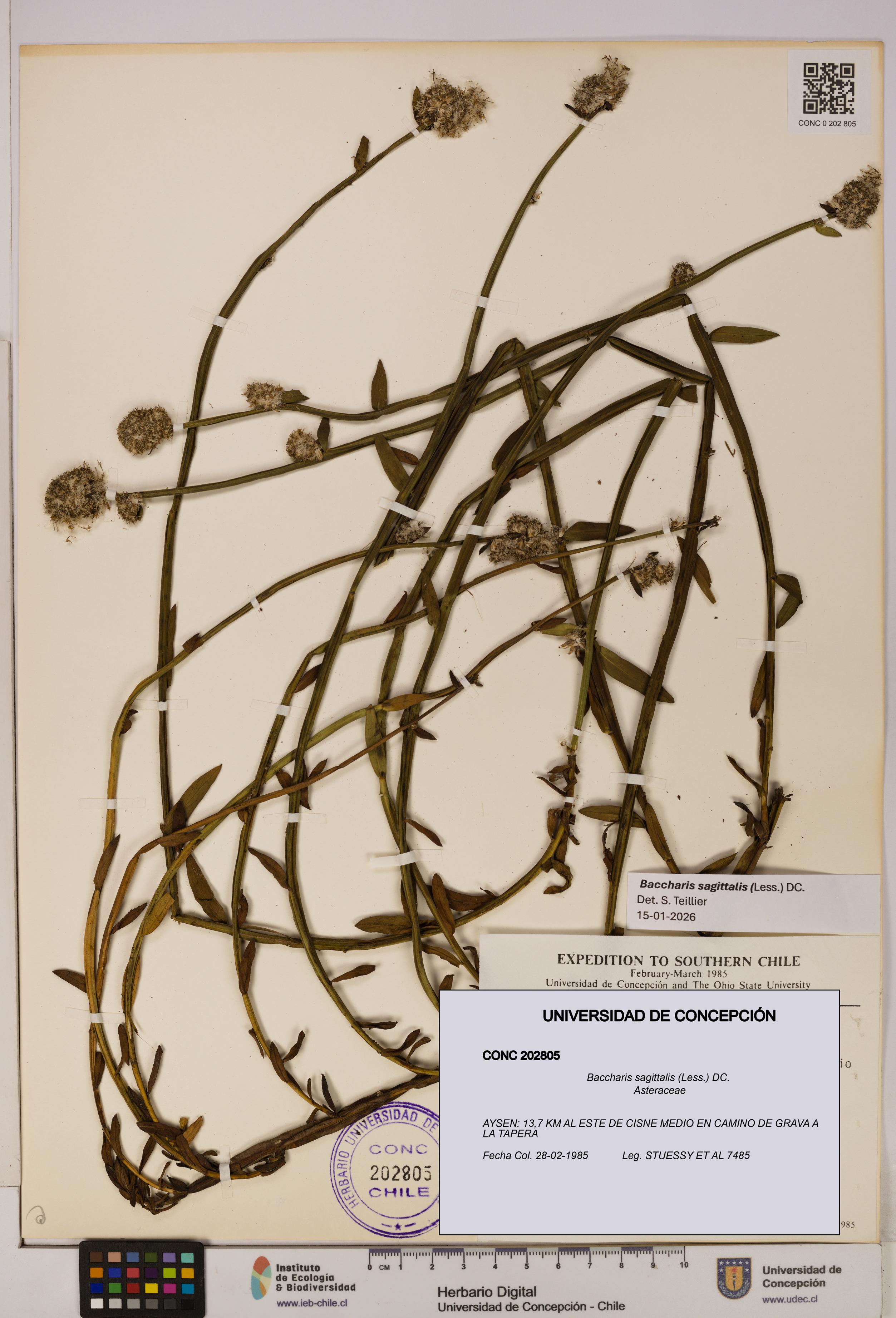 Baccharis sagittalis [Espécimen: UDEC:CONC:0202805]