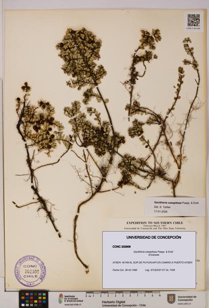 Gaultheria caespitosa [Espécimen: UDEC:CONC:0202806]