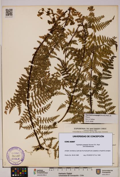 Hypolepis poeppigii [Espécimen: UDEC:CONC:0202807]