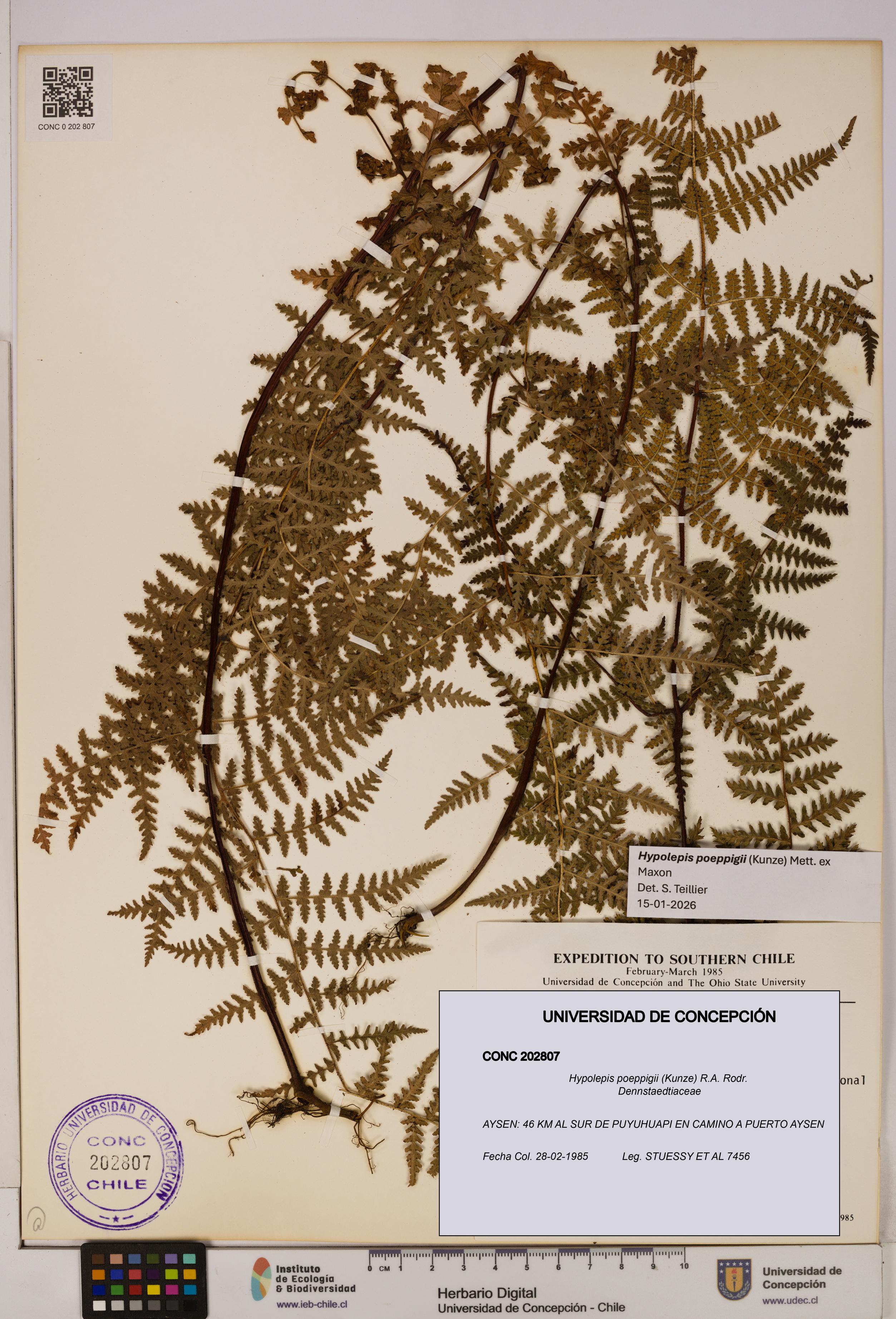 Hypolepis poeppigii [Espécimen: UDEC:CONC:0202807]