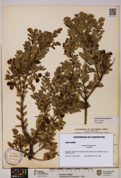 Gaultheria poeppigii [Espécimen: UDEC:CONC:0202808]