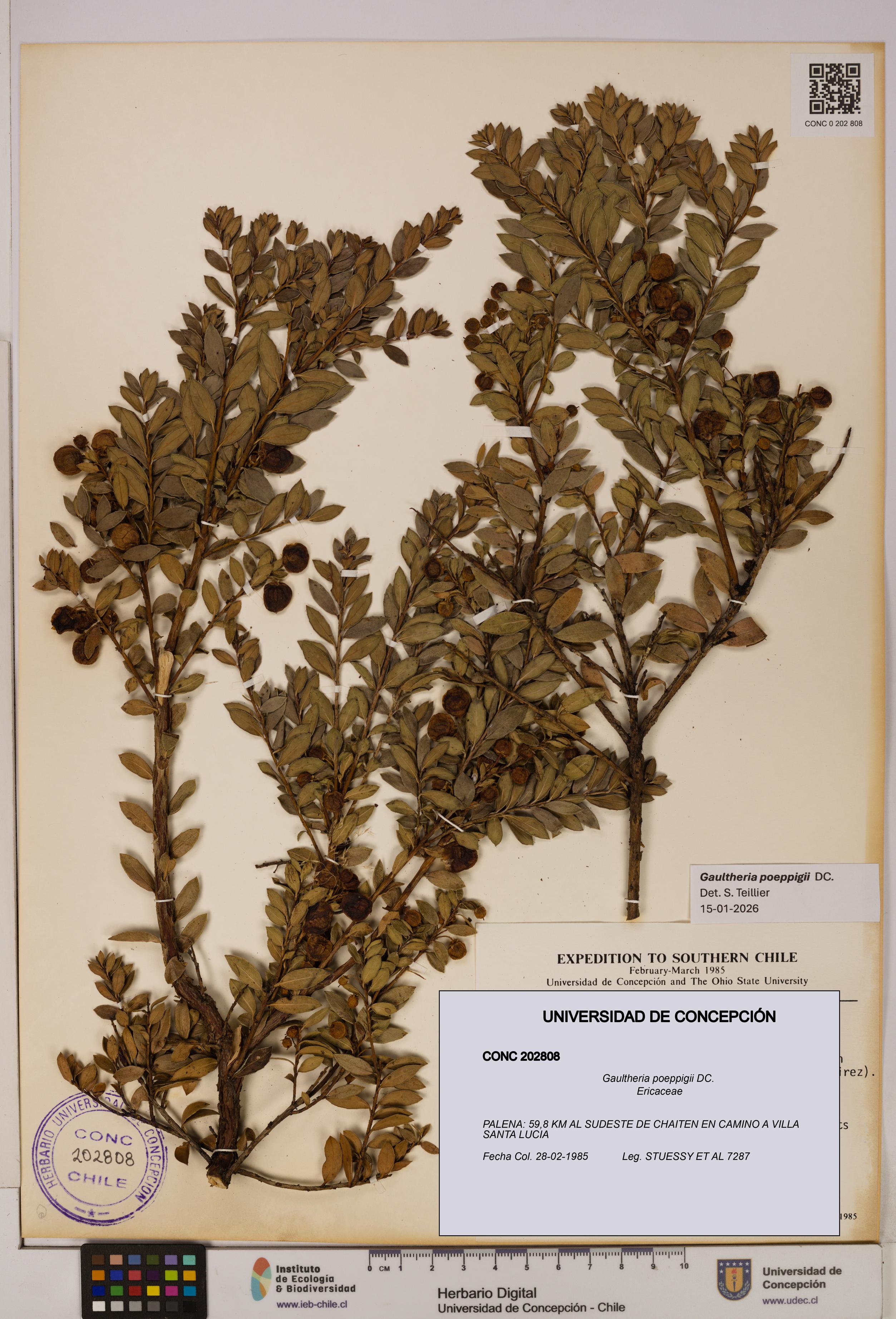 Gaultheria poeppigii [Espécimen: UDEC:CONC:0202808]