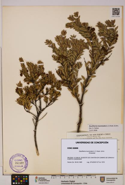 Gaultheria mucronata [Espécimen: UDEC:CONC:0202809]