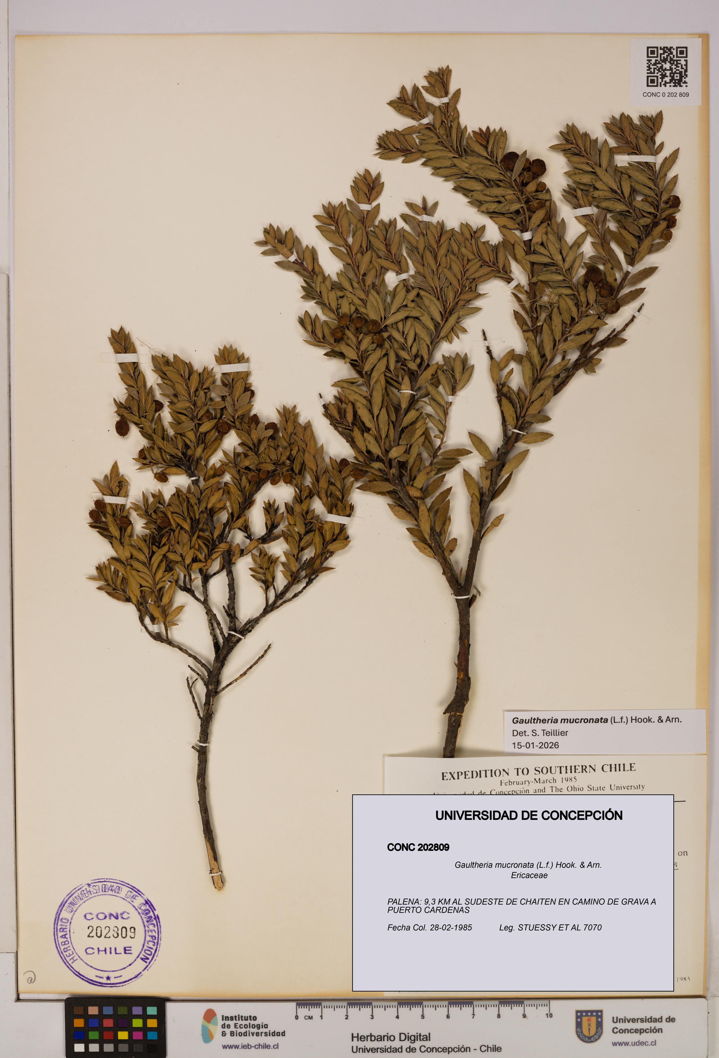 Gaultheria mucronata [Espécimen: UDEC:CONC:0202809]