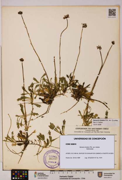 Senecio triodon var. triodon [Espécimen: UDEC:CONC:0202810]