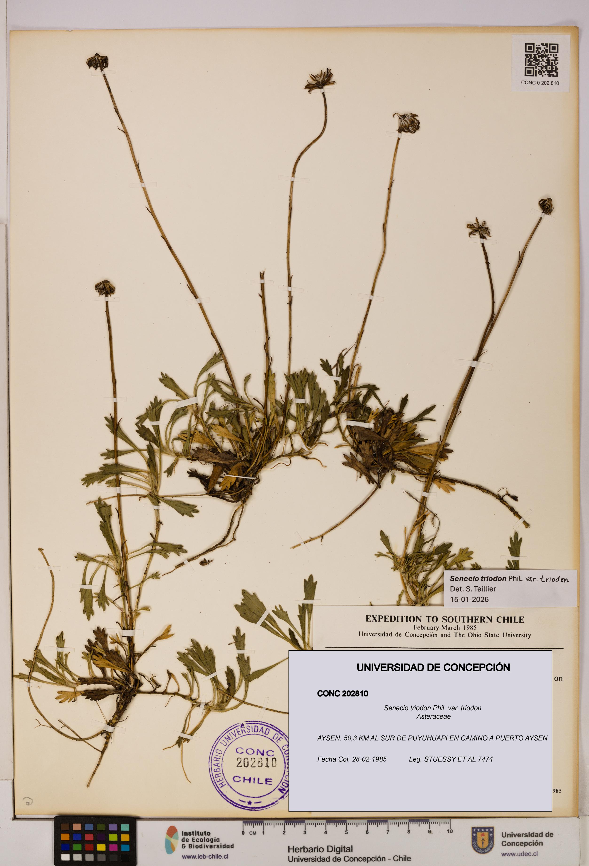 Senecio triodon var. triodon [Espécimen: UDEC:CONC:0202810]