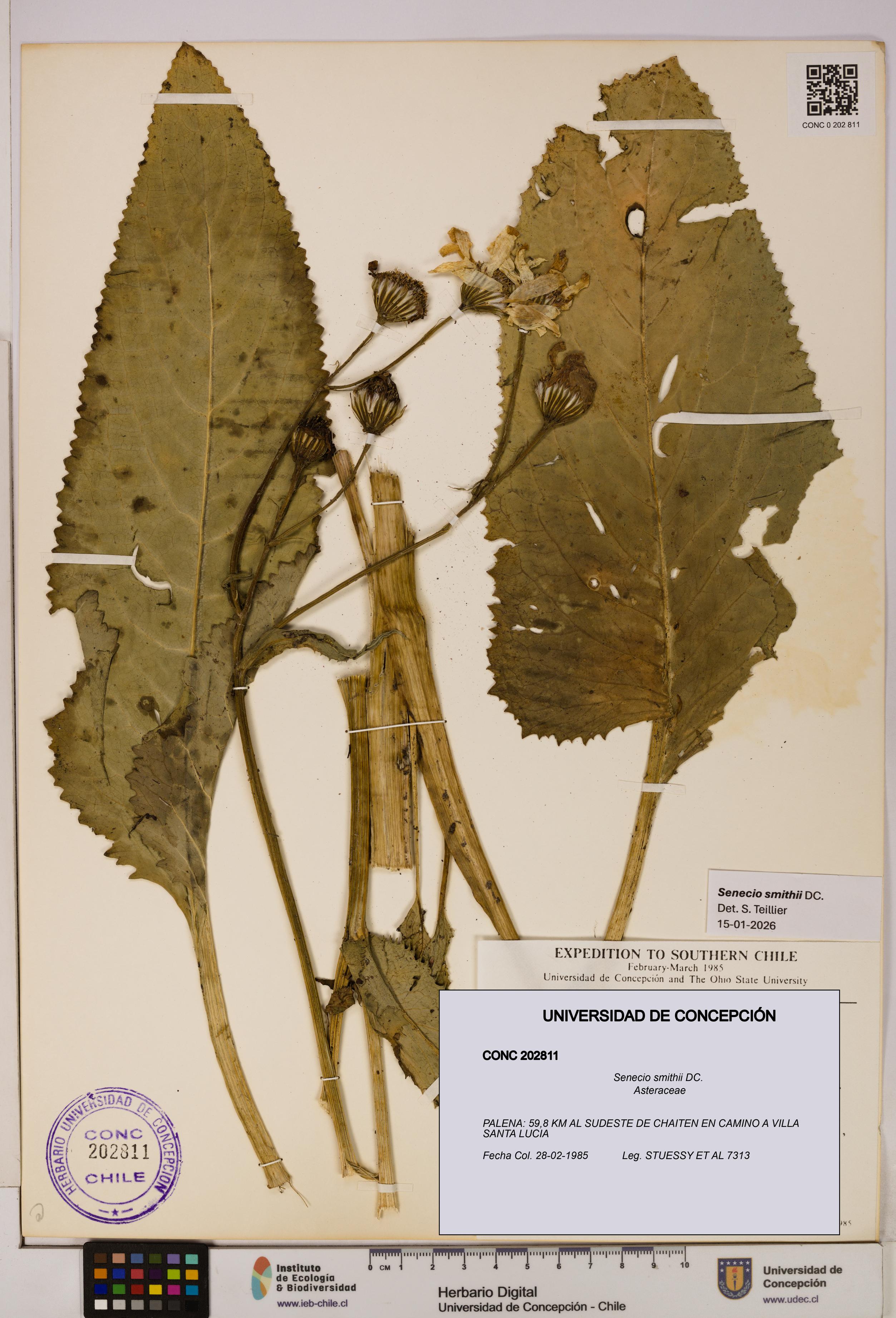 Senecio smithii [Espécimen: UDEC:CONC:0202811]