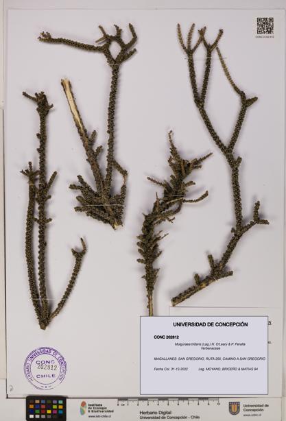 Mulguraea tridens [Espécimen: UDEC:CONC:0202812]