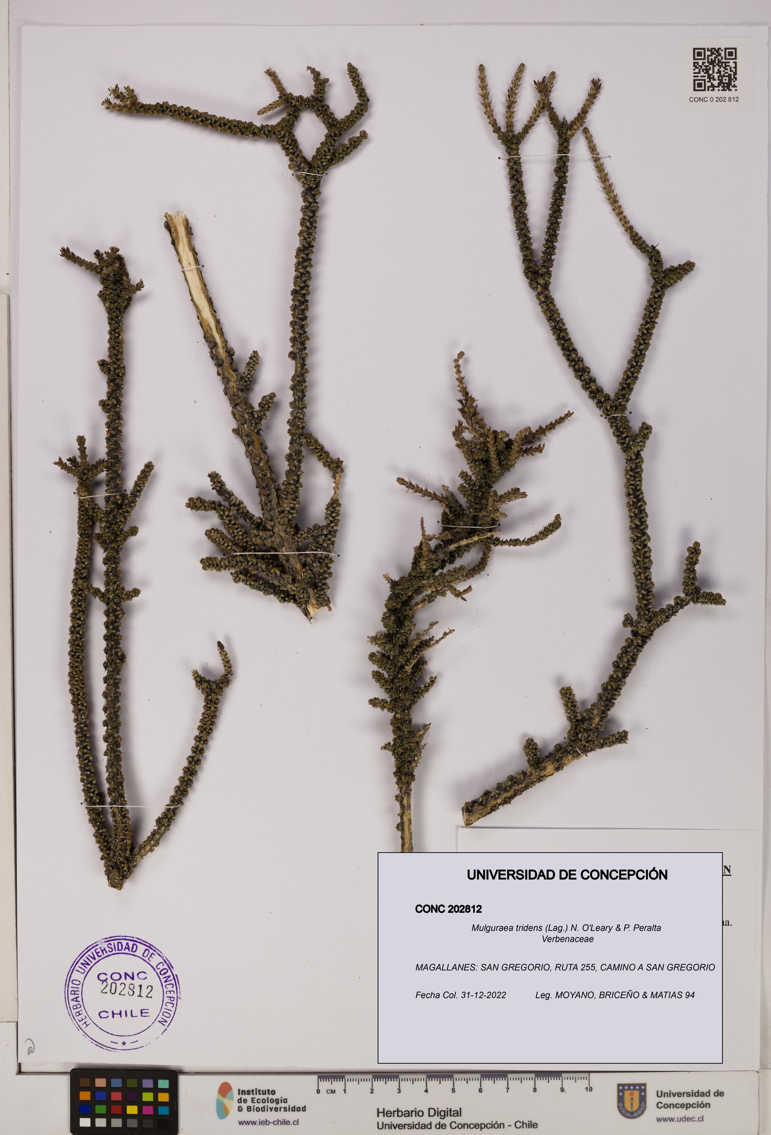 Mulguraea tridens [Espécimen: UDEC:CONC:0202812]