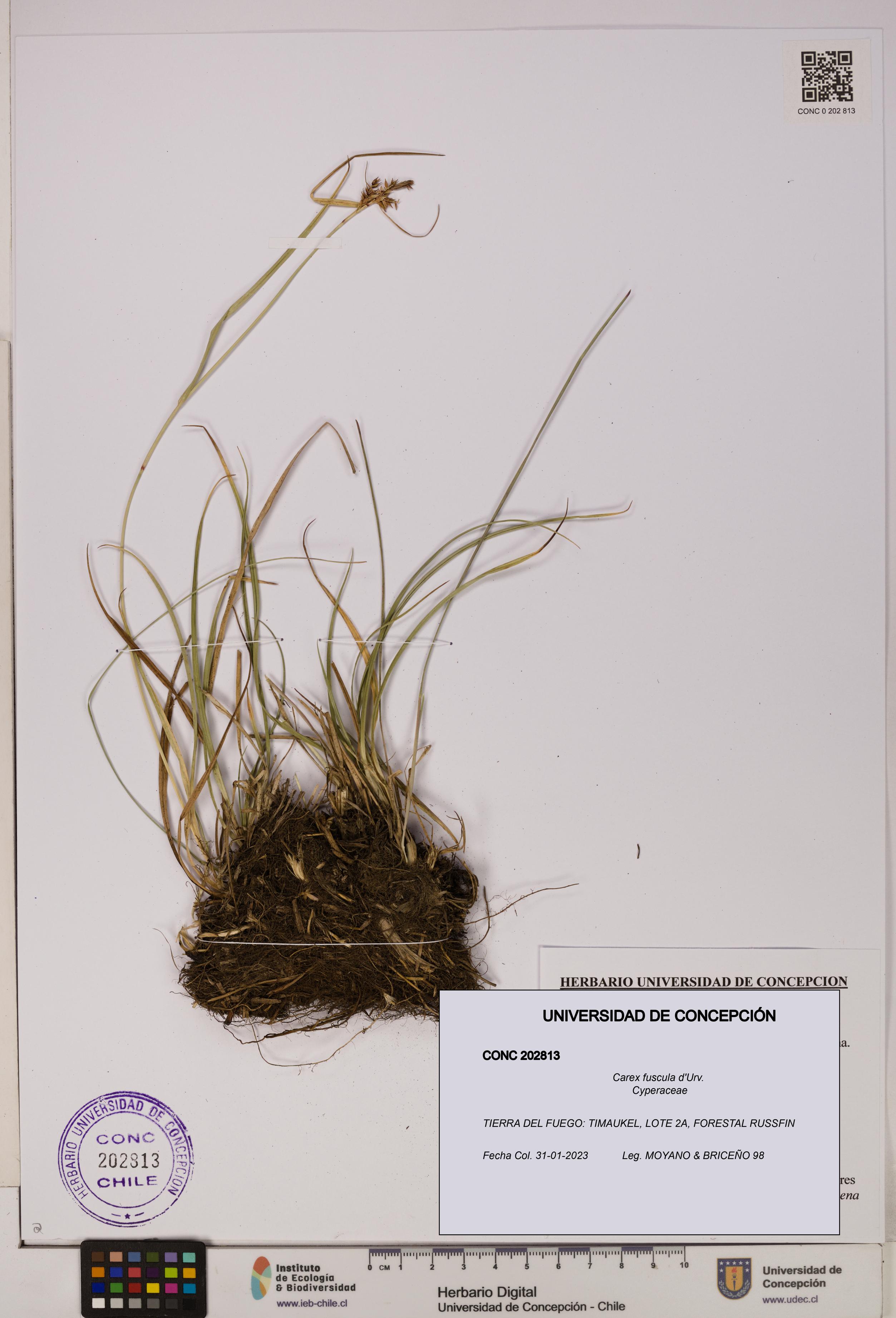 Carex fuscula [Espécimen: UDEC:CONC:0202813]