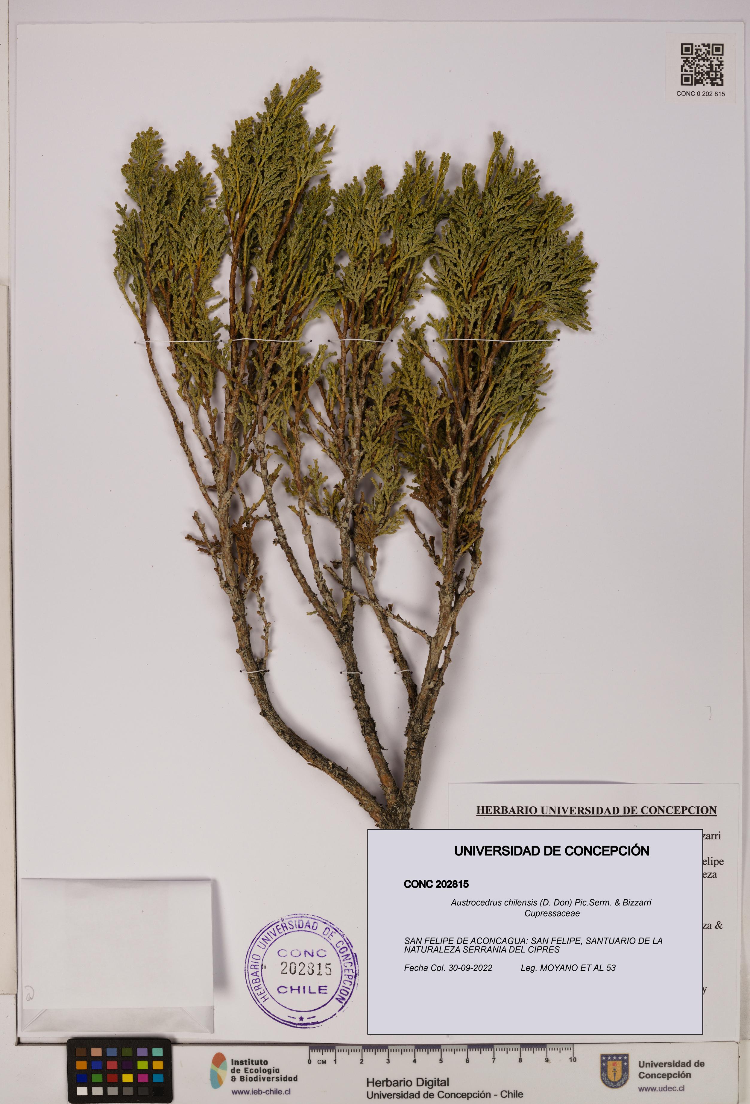 Austrocedrus chilensis [Espécimen: UDEC:CONC:0202815]