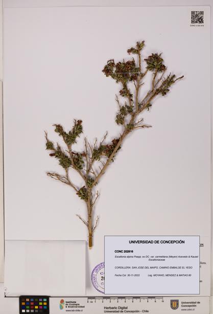 Escallonia alpina [Espécimen: UDEC:CONC:0202816]