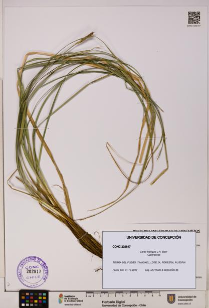 Carex triangula [Espécimen: UDEC:CONC:0202817]