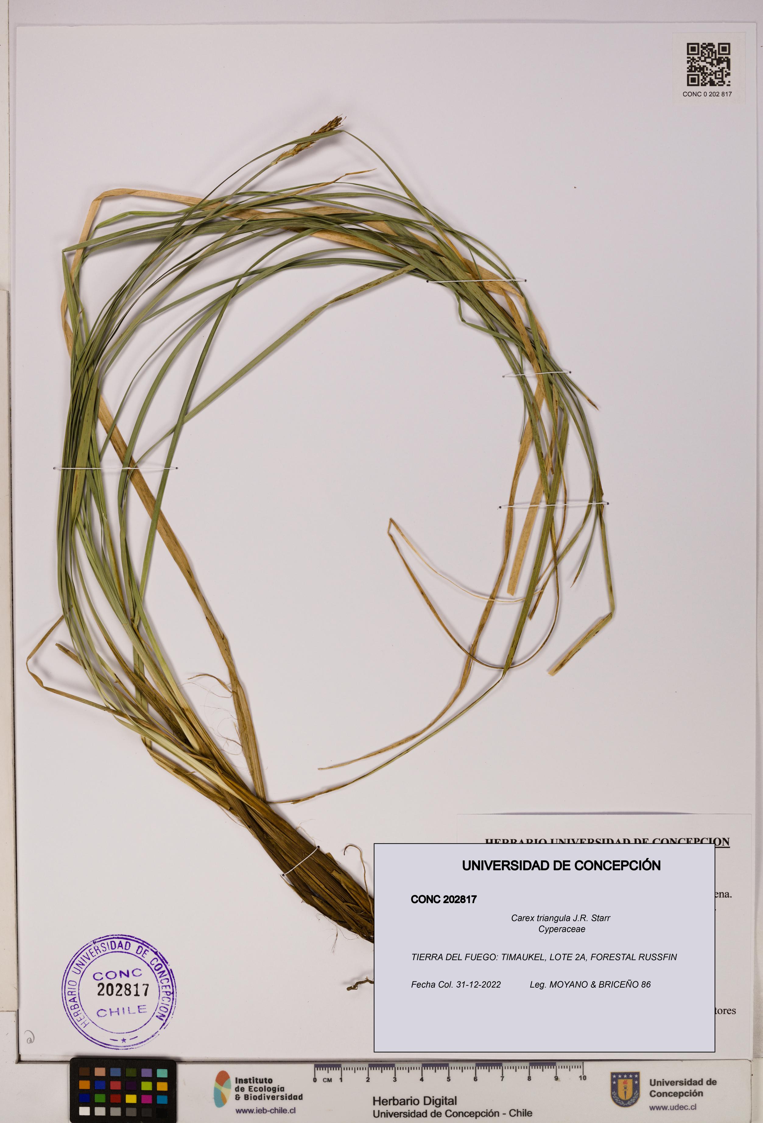 Carex triangula [Espécimen: UDEC:CONC:0202817]