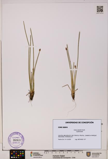Carex aphylla [Espécimen: UDEC:CONC:0202818]