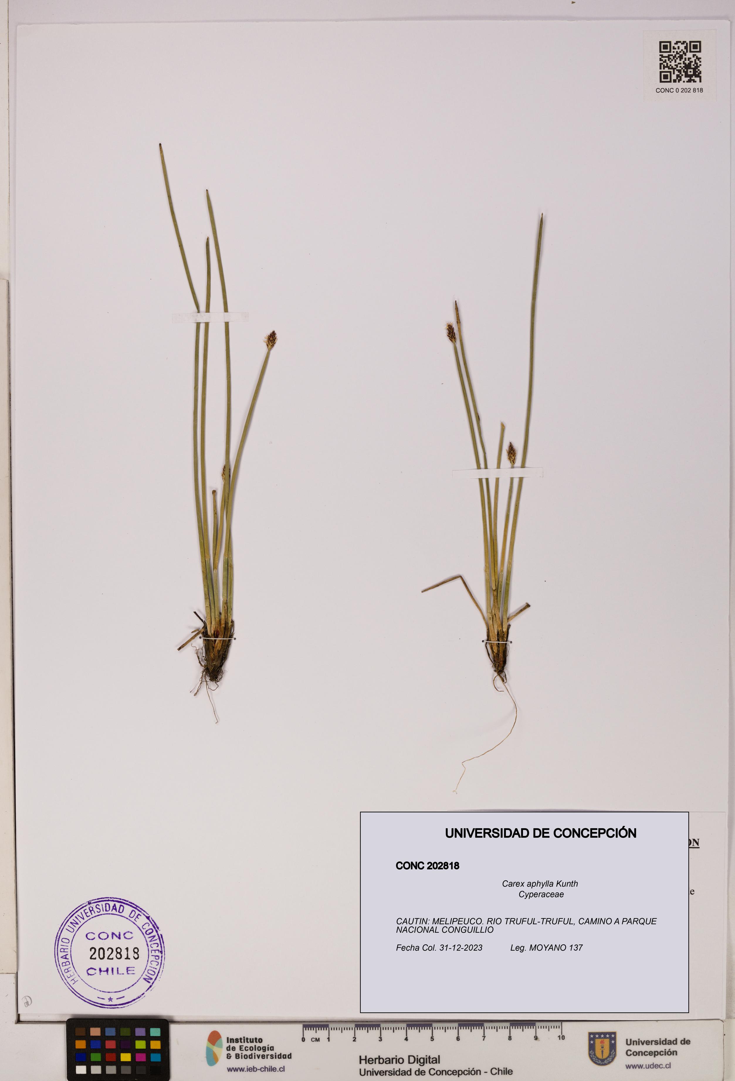 Carex aphylla [Espécimen: UDEC:CONC:0202818]