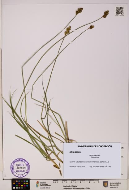 Carex leporina [Espécimen: UDEC:CONC:0202819]