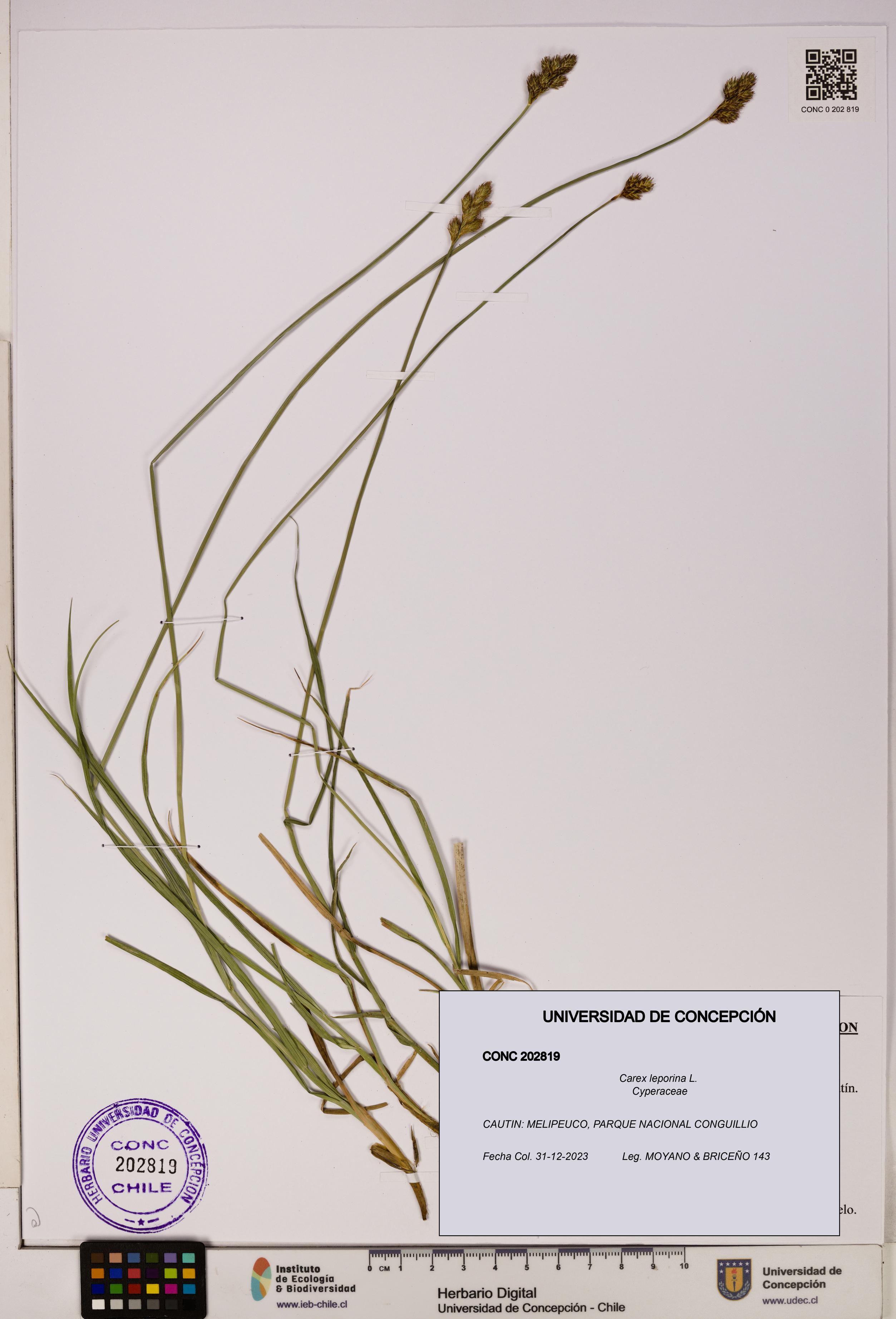Carex leporina [Espécimen: UDEC:CONC:0202819]