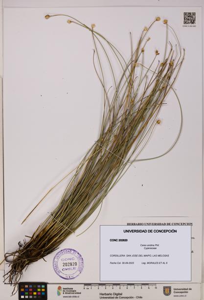 Carex andina [Espécimen: UDEC:CONC:0202820]