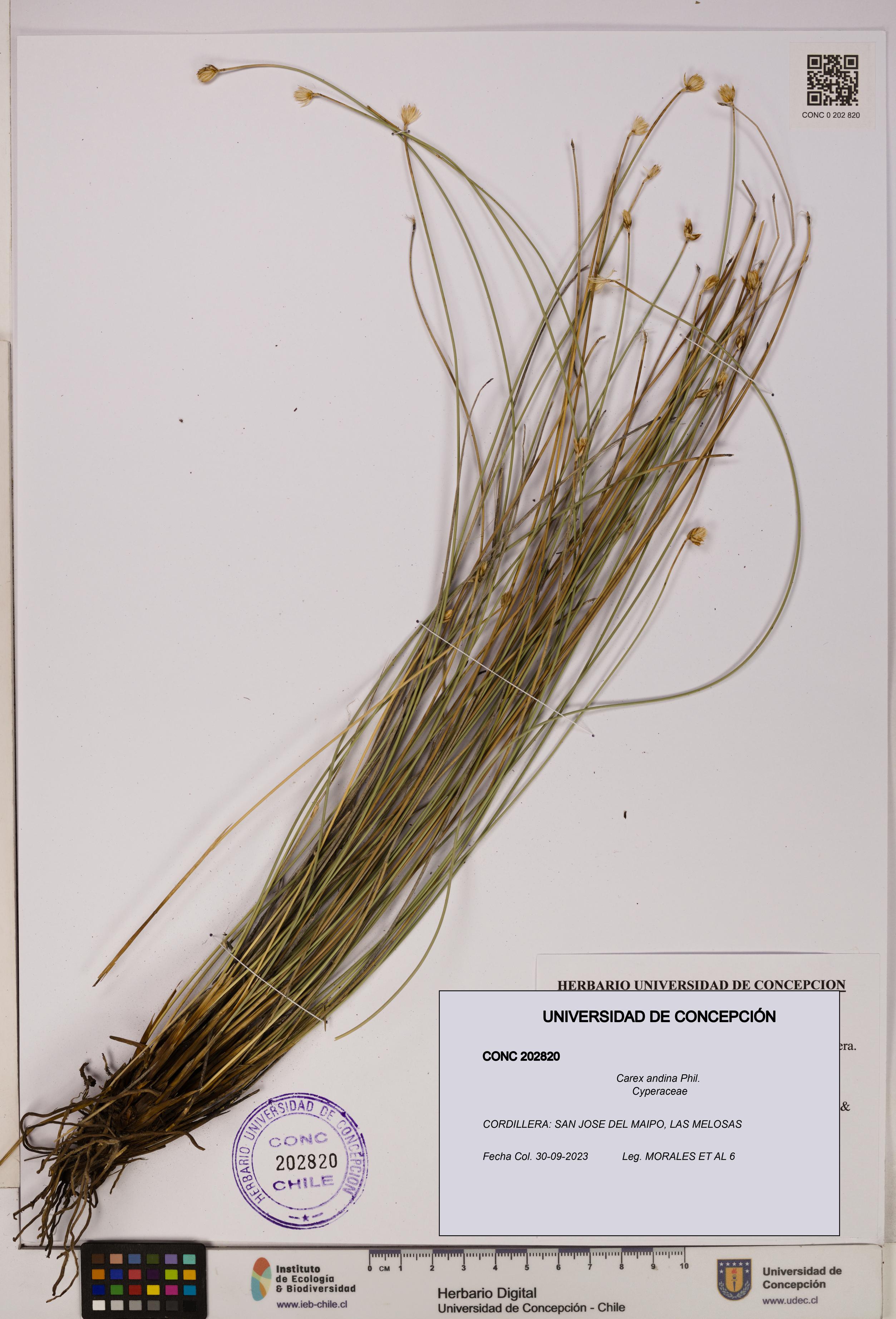 Carex andina [Espécimen: UDEC:CONC:0202820]