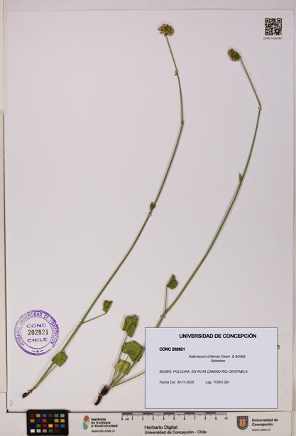 Asteriscium chilense [Espécimen: UDEC:CONC:0202821]