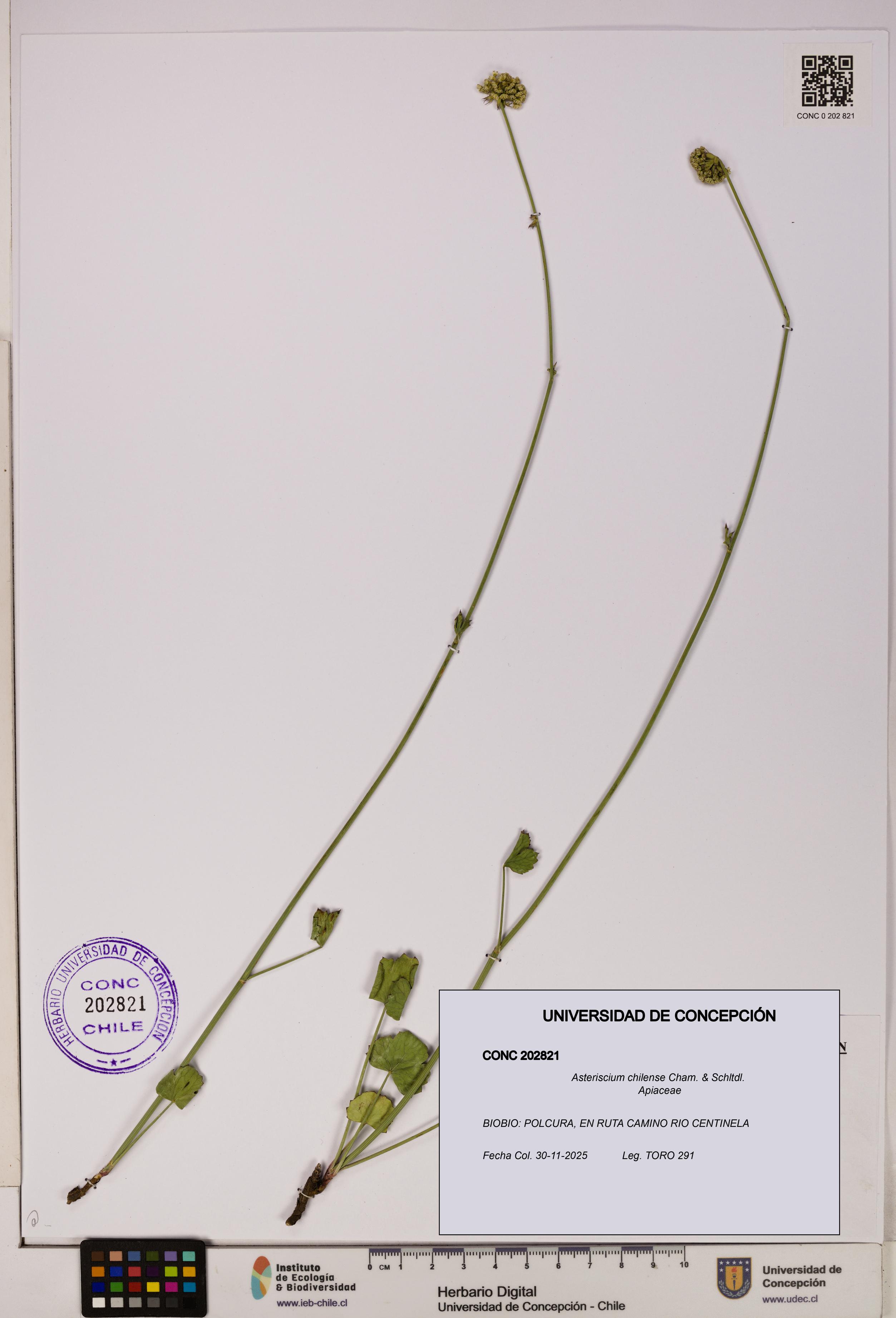 Asteriscium chilense [Espécimen: UDEC:CONC:0202821]