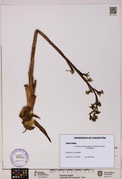 Chloraea parviflora [Espécimen: UDEC:CONC:0202822]