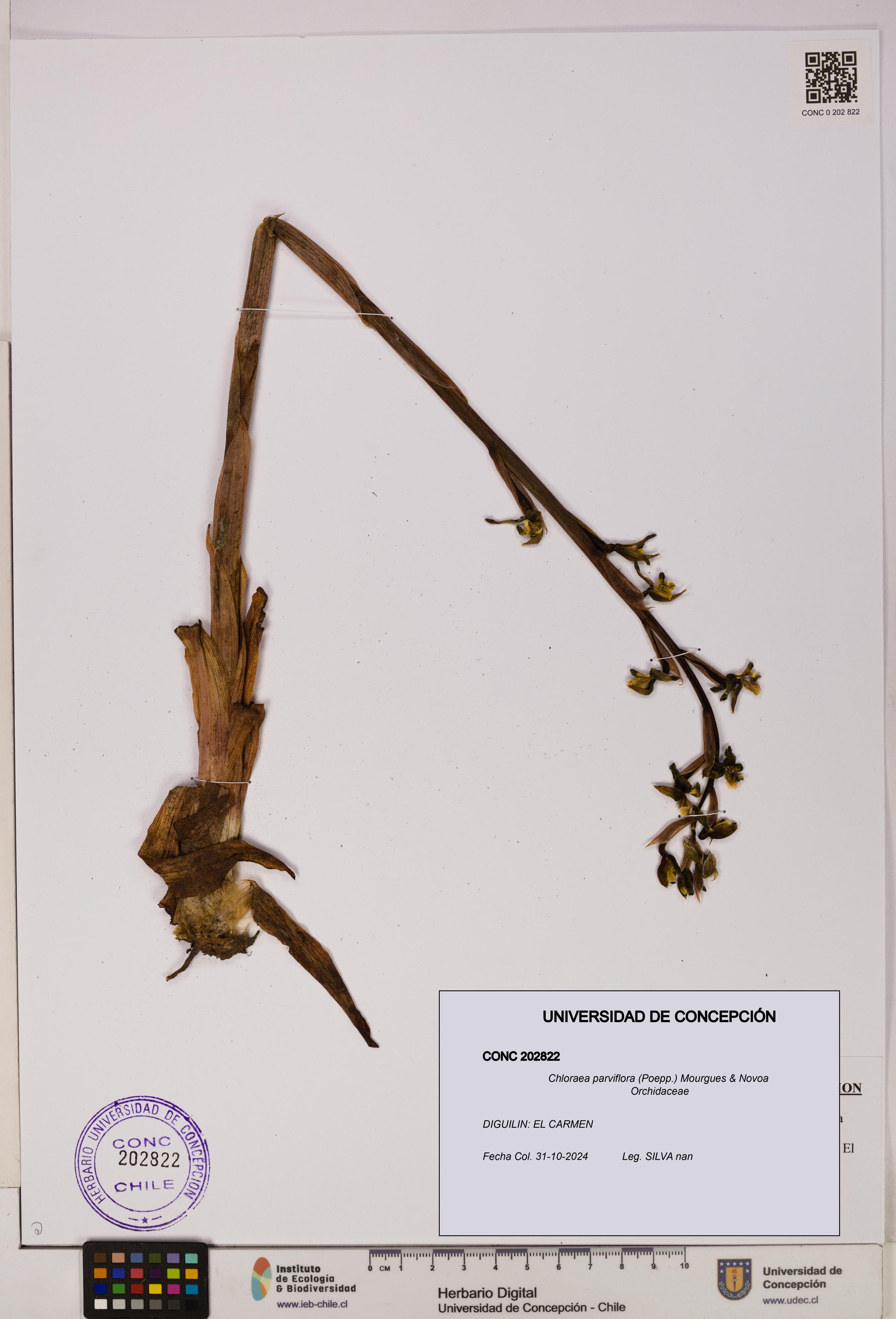 Chloraea parviflora [Espécimen: UDEC:CONC:0202822]