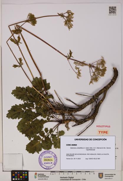 Valeriana umbellifera [Espécimen: UDEC:CONC:0202824]