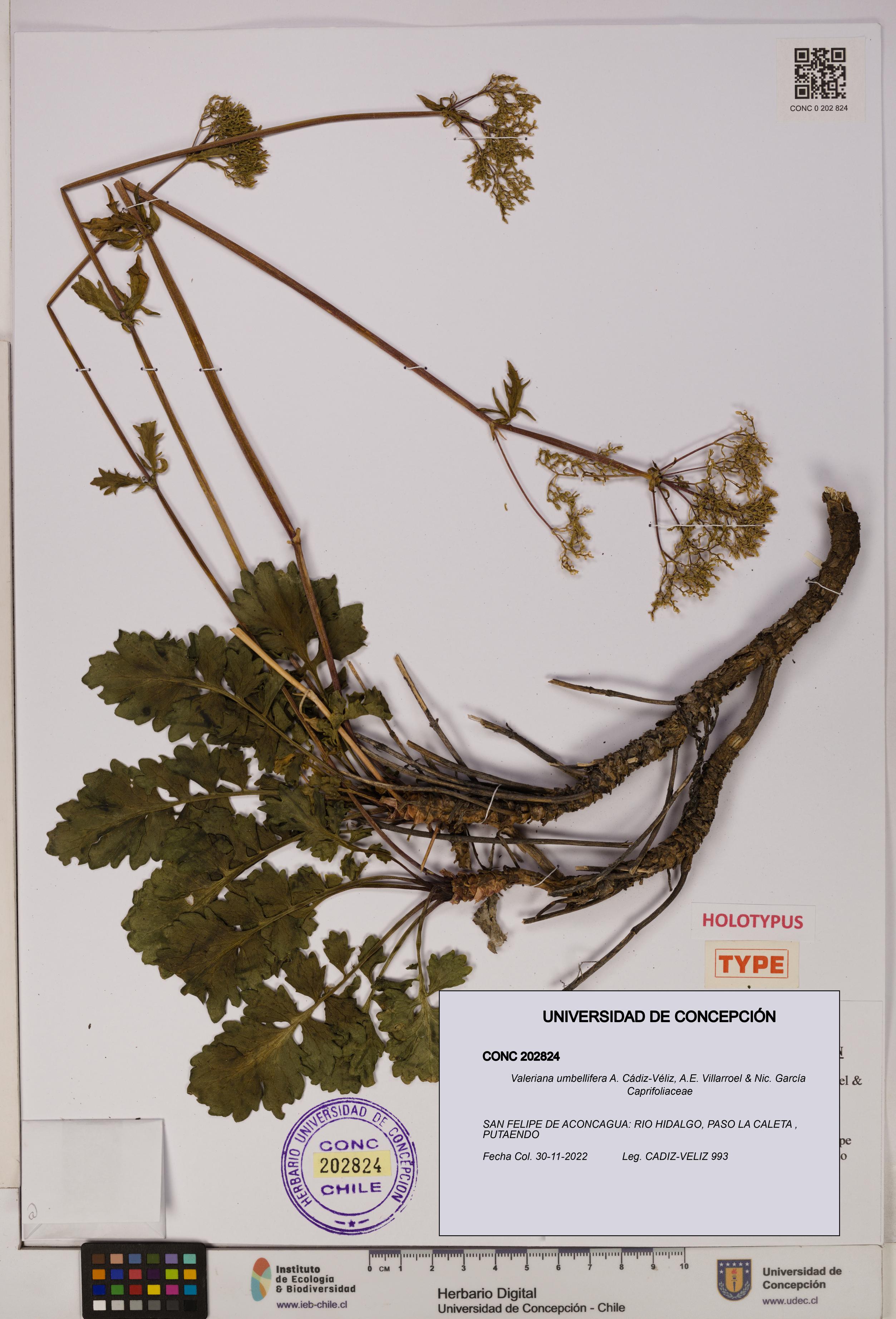 Valeriana umbellifera [Espécimen: UDEC:CONC:0202824]