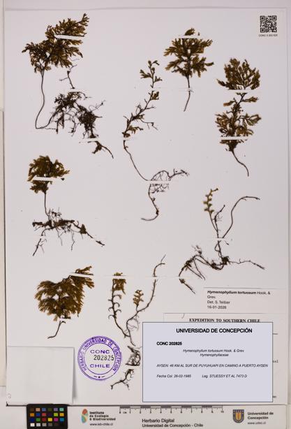 Hymenophyllum tortuosum [Espécimen: UDEC:CONC:0202825]