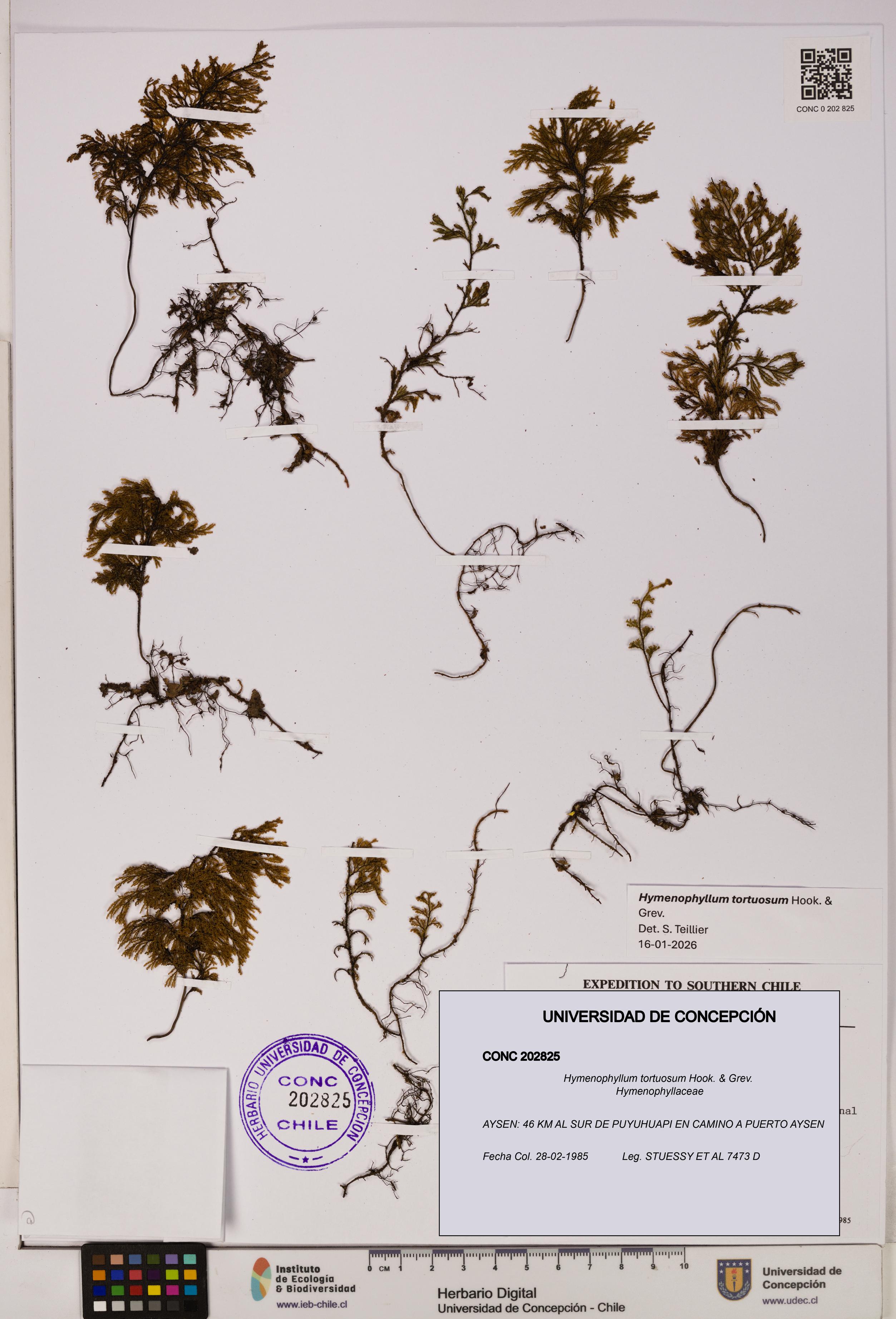 Hymenophyllum tortuosum [Espécimen: UDEC:CONC:0202825]