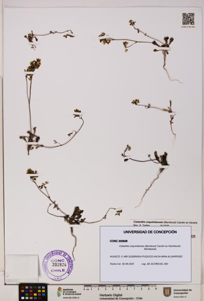 Cistanthe coquimbensis [Espécimen: UDEC:CONC:0202826]