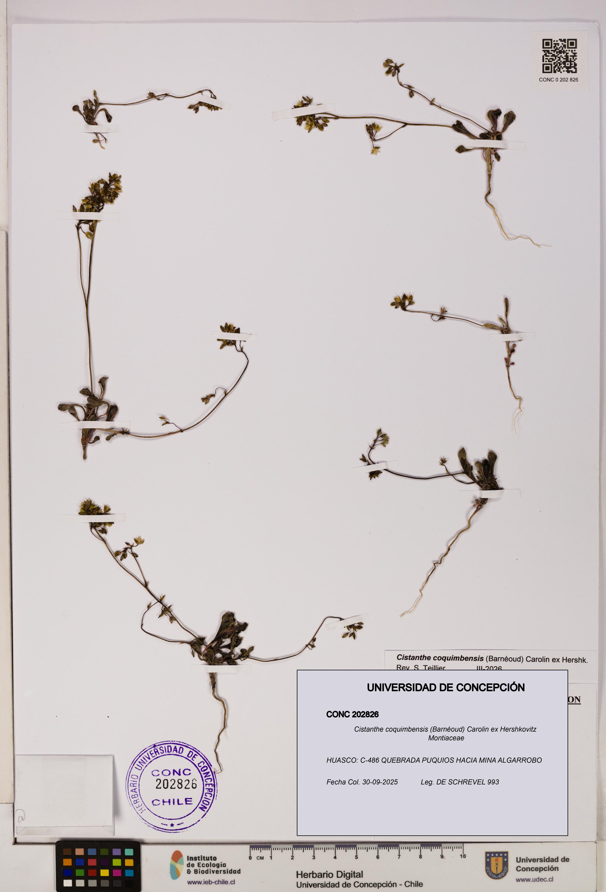 Cistanthe coquimbensis [Espécimen: UDEC:CONC:0202826]