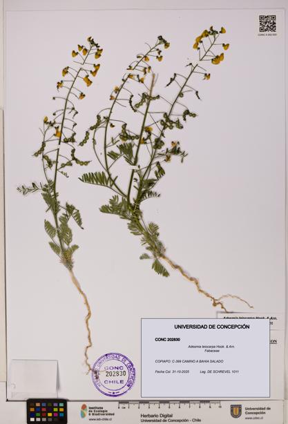 Adesmia leiocarpa [Espécimen: UDEC:CONC:0202830]