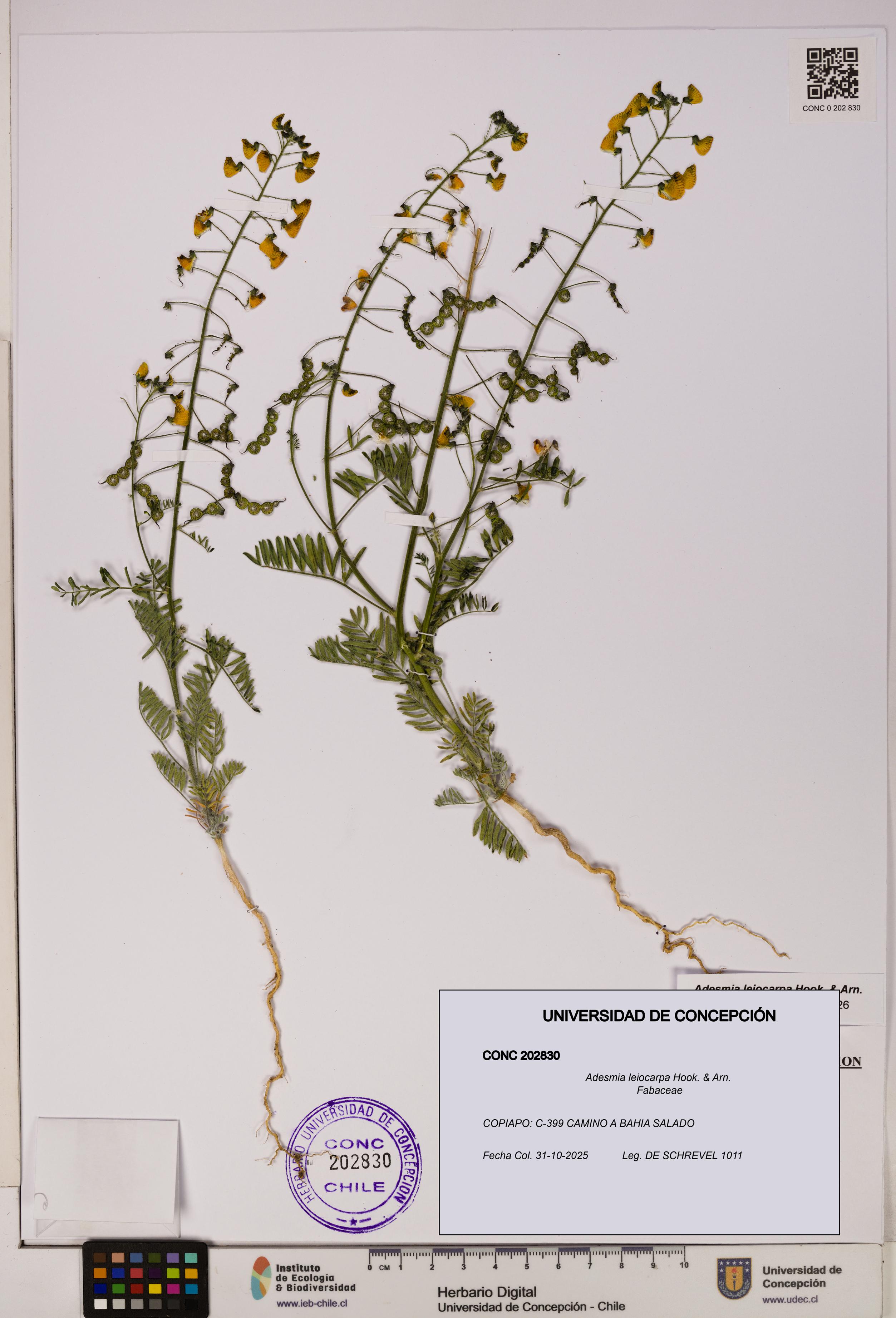 Adesmia leiocarpa [Espécimen: UDEC:CONC:0202830]