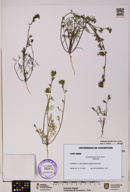 Adesmia tenella [Espécimen: UDEC:CONC:0202833]