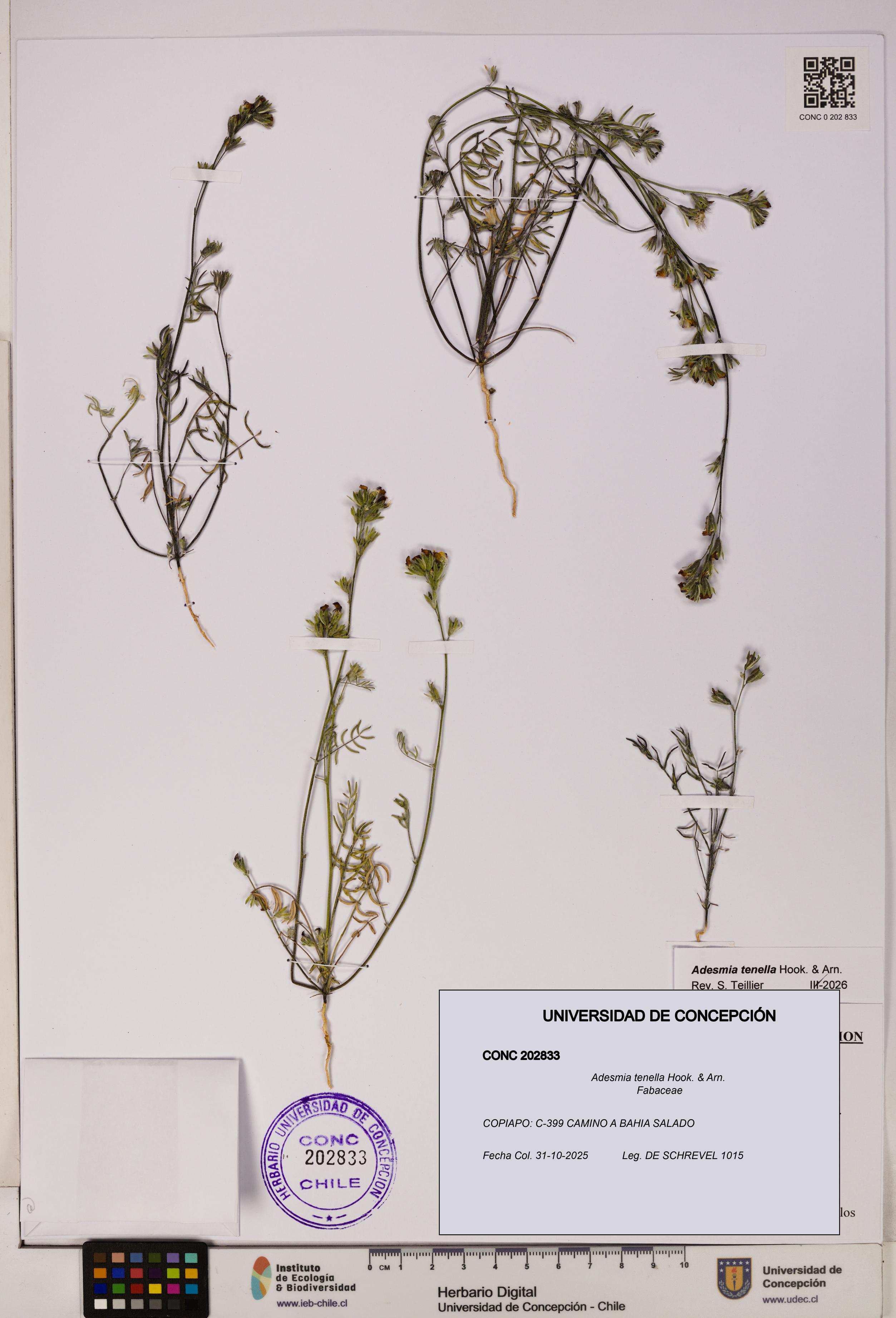 Adesmia tenella [Espécimen: UDEC:CONC:0202833]