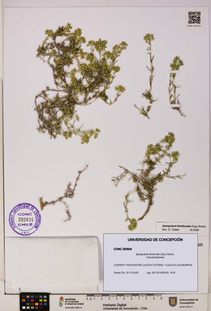Spergularia floribunda [Espécimen: UDEC:CONC:0202834]