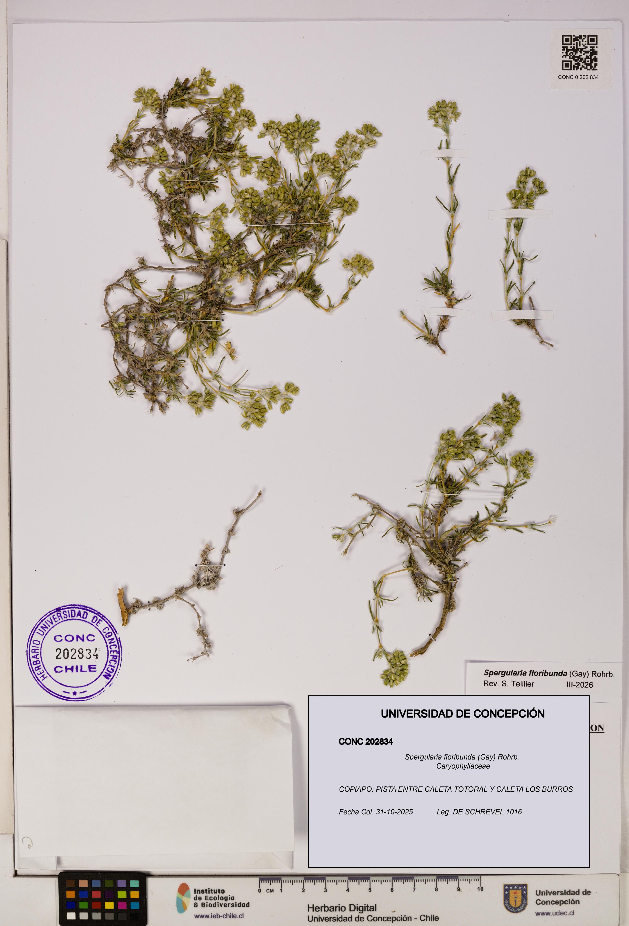 Spergularia floribunda [Espécimen: UDEC:CONC:0202834]
