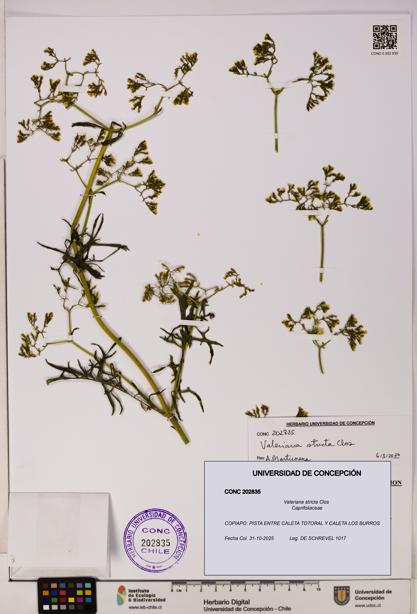 Valeriana stricta [Espécimen: UDEC:CONC:0202835]